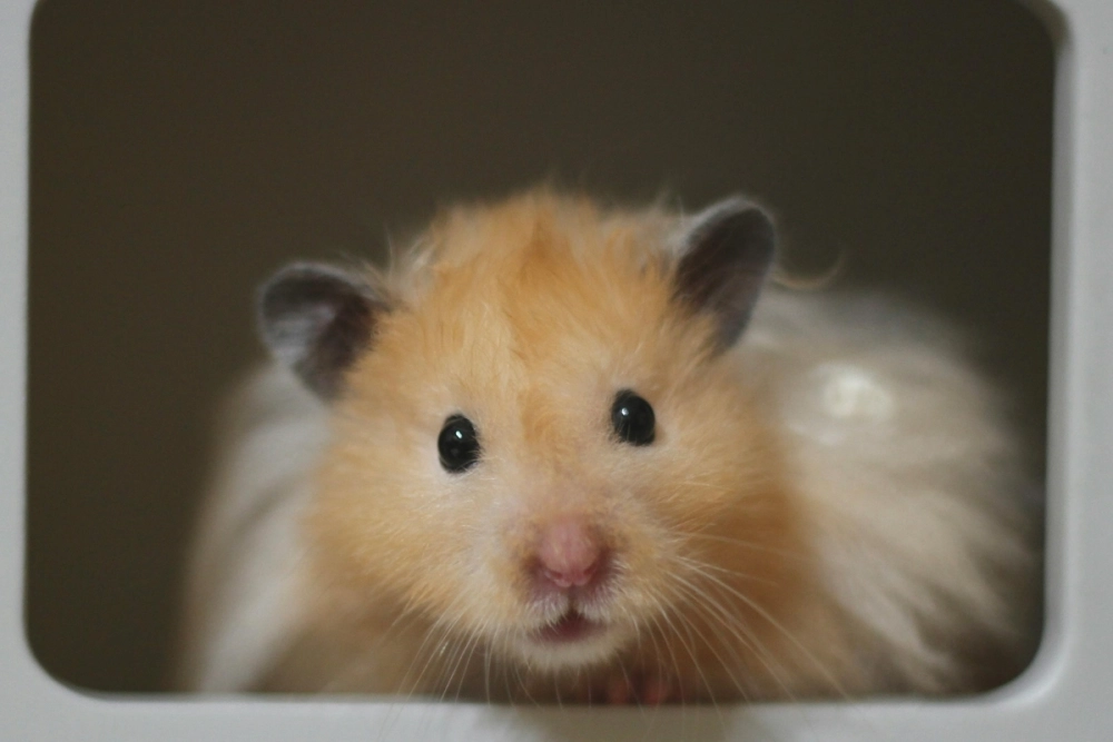 Tranh tô màu hamster đơn giản cho bé tập vẽ
