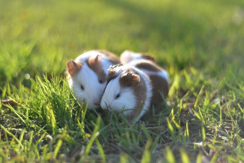 Khoảnh khắc hamster cười tươi híp cả mắt