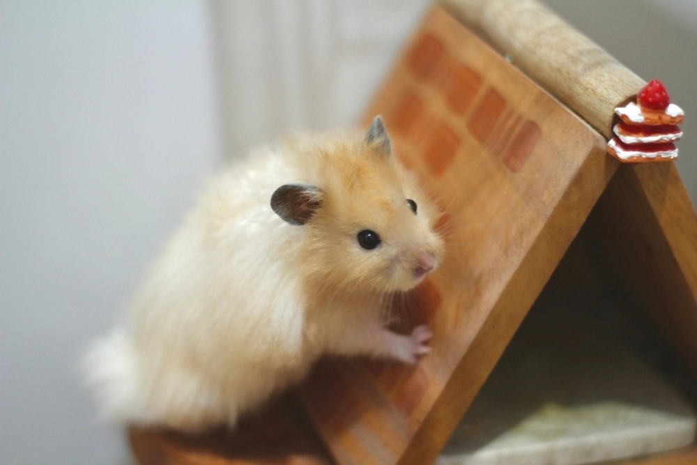 Tuyển tập hamster meme bựa khiến bạn cười nghiêng ngả