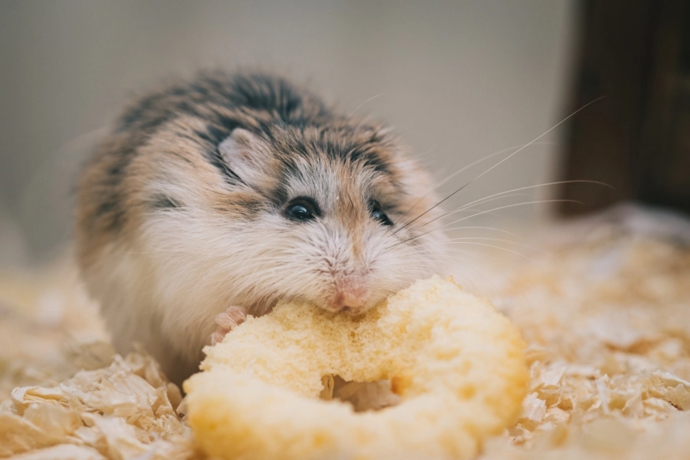 Ảnh hamster buồn ngồi một mình trong góc lồng