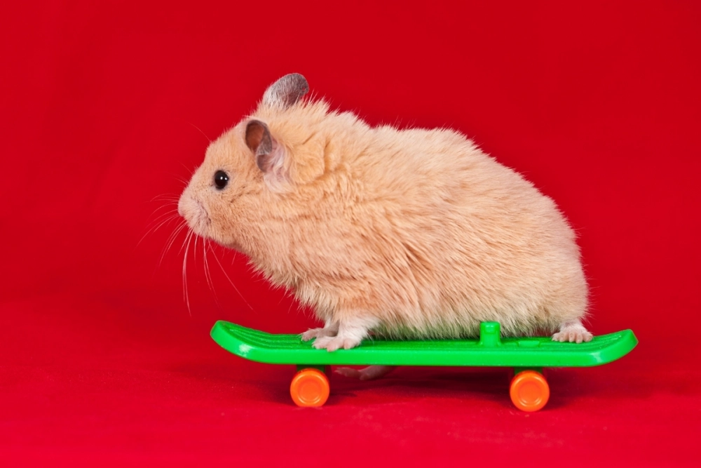 Cận cảnh hamster nhét thức ăn đầy hai túi má