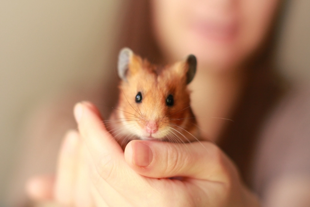 Hình ảnh hamster cầm dao meme ngầu và bá đạo