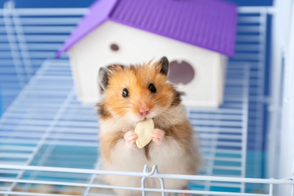 Avatar hamster đôi dễ thương cho các cặp đôi