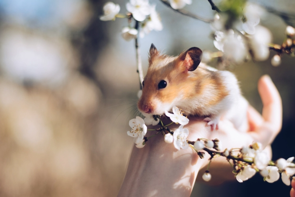 Chú hamster béo tròn đang lăn lộn trên tay chủ