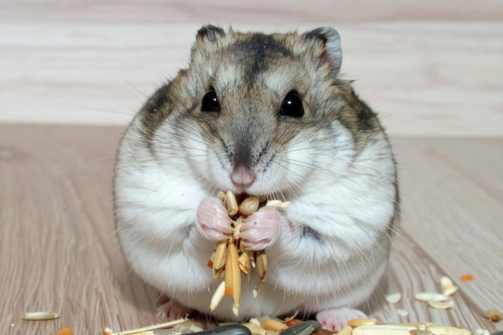 Bé hamster trắng muốt với đôi mắt đen láy to tròn
