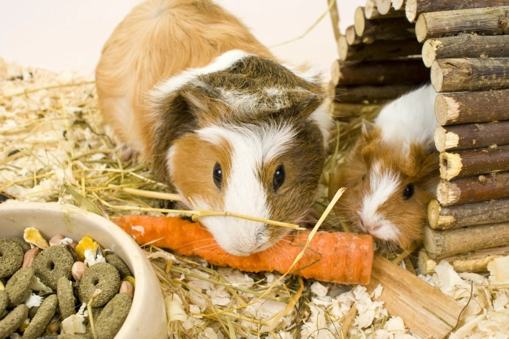 Bé bọ ú lông xù màu đen tuyền huyền bí và cuốn hút