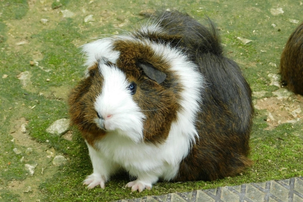 Chuột lang nước capybara ngâm mình thư giãn trong hồ