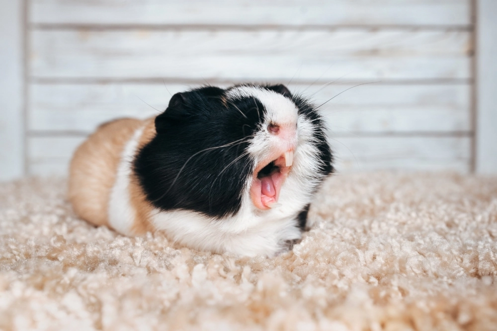 Hình ảnh chuột lang cute với đôi mắt to tròn long lanh