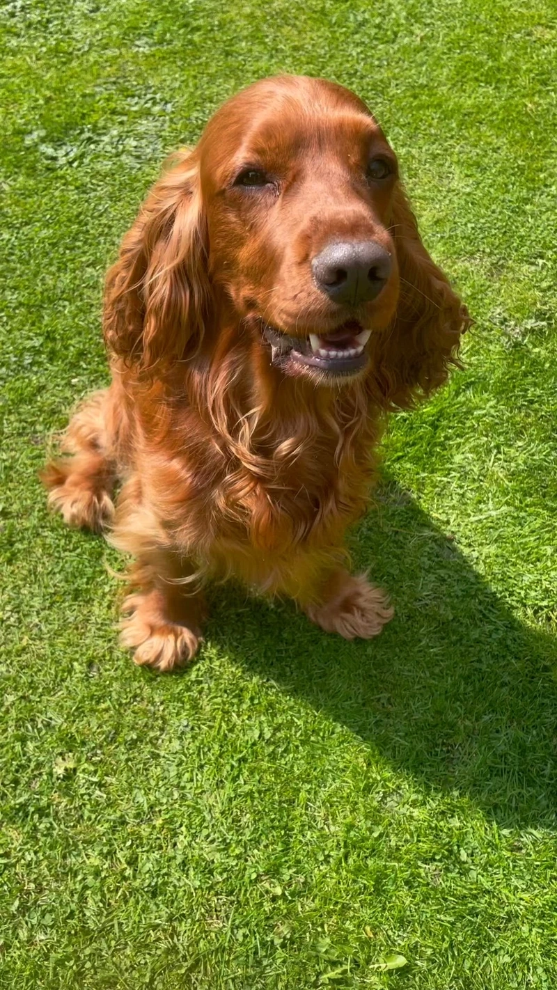 Đặc điểm của chó Cocker Spaniel đầy cuốn hút
