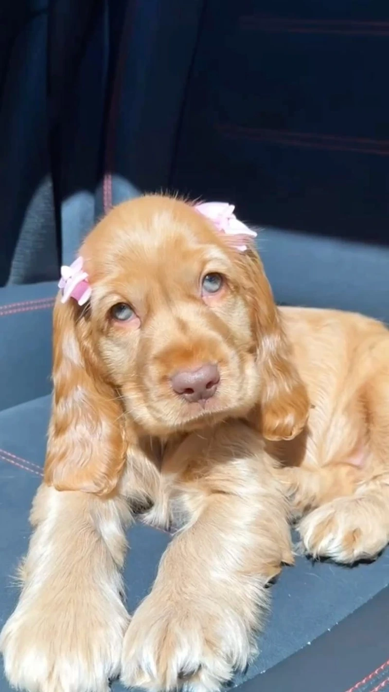Ngắm hình ảnh chó Cocker Spaniel đẹp siêu ấn tượng