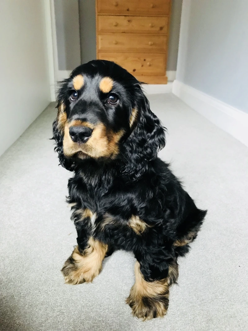 Vẻ tai dài đáng yêu của chó Cocker Spaniel tai dài