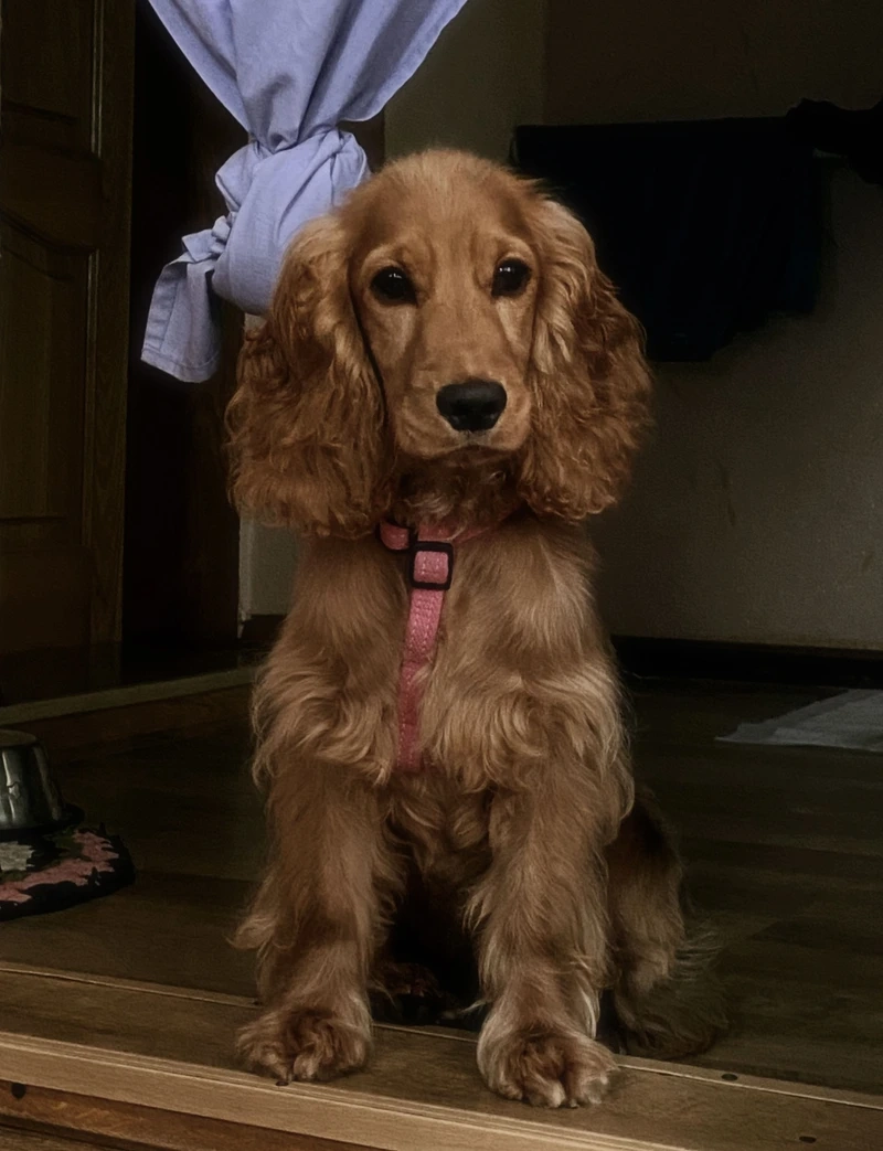 Bé yêu nhà bạn là chó Cocker Spaniel cute