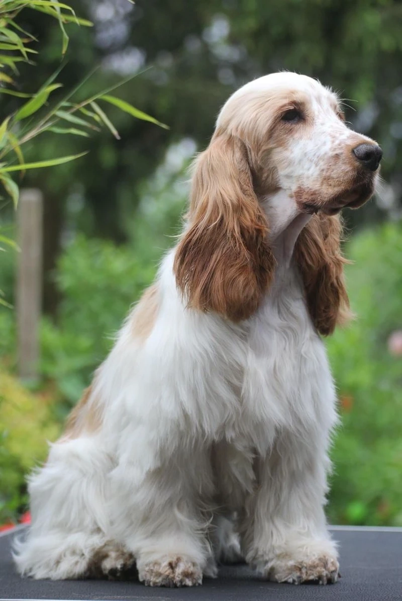 Ai cũng mê chó Cocker Spaniel dễ thương khi nhìn