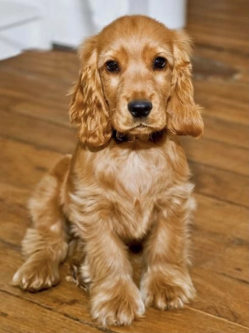 Khám phá tính cách chó Cocker Spaniel con tinh nghịch