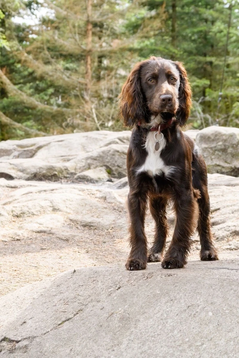Dòng giống nổi bật chó Cocker Spaniel Tây Ban Nha