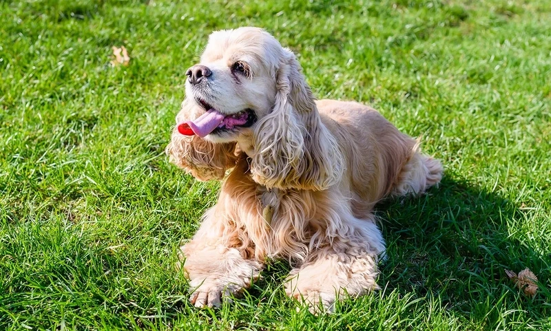 Tâm trạng dễ thương nhưng buồn bã là chó Cocker Spaniel buồn
