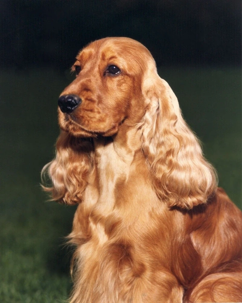 Sắc vàng rực rỡ của chó Cocker Spaniel màu vàng