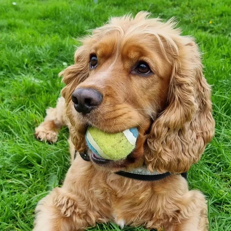 Cười vui thả ga với meme chó Cocker Spaniel hài hước