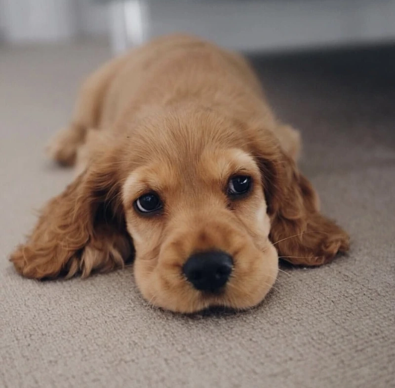 Chọn ngay avatar chó Cocker Spaniel cho trang cá nhân