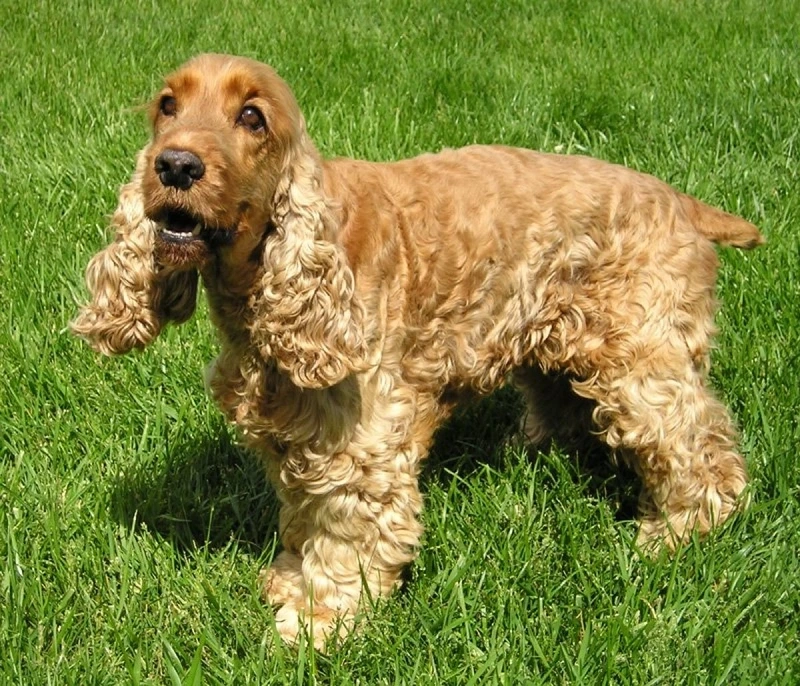 Đi dạo buổi sáng với chó Cocker Spaniel đi dạo