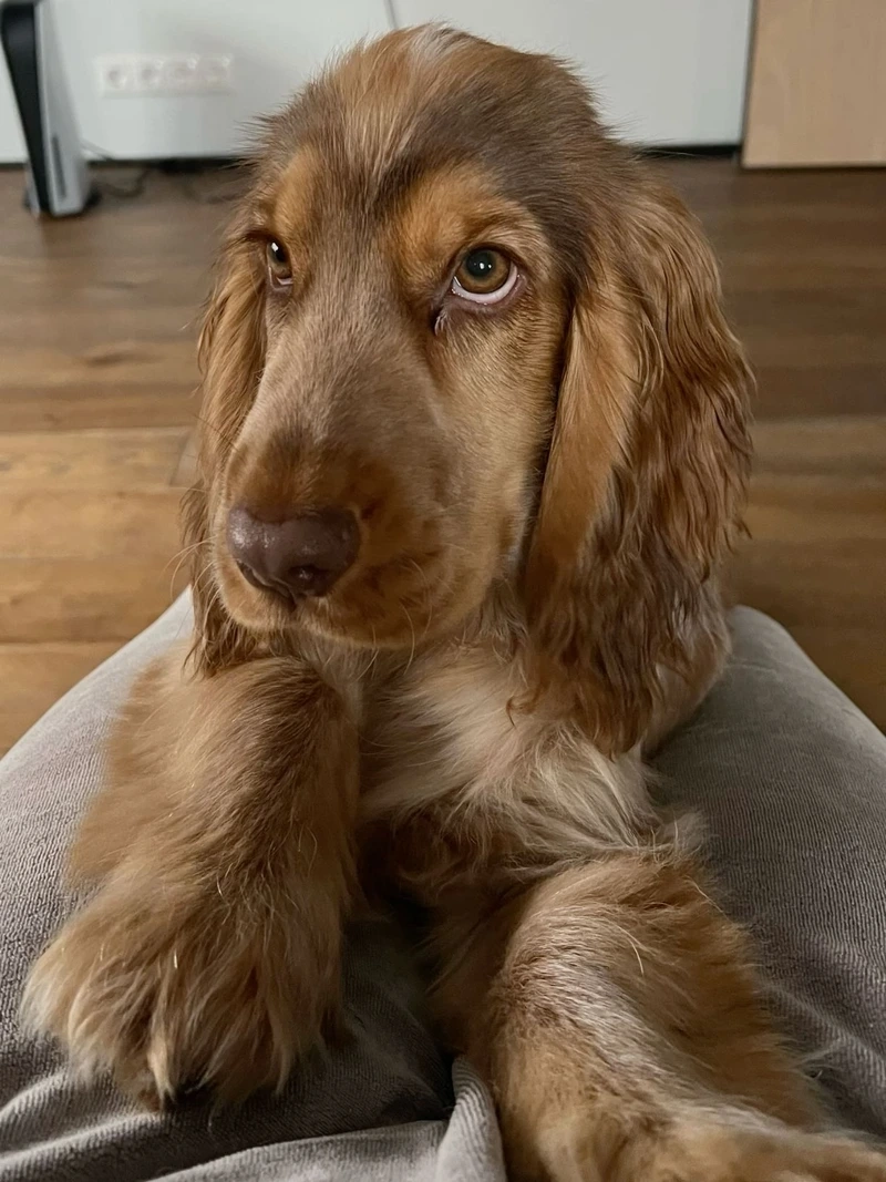 Thư giãn với hình nền chó Cocker Spaniel siêu đẹp