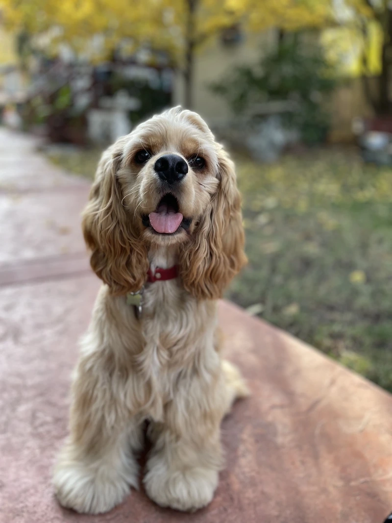 Chạy nhảy không ngừng với chó Cocker Spaniel chạy nhảy