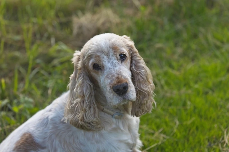 Khả năng học hỏi tuyệt vời của chó Cocker Spaniel thông minh