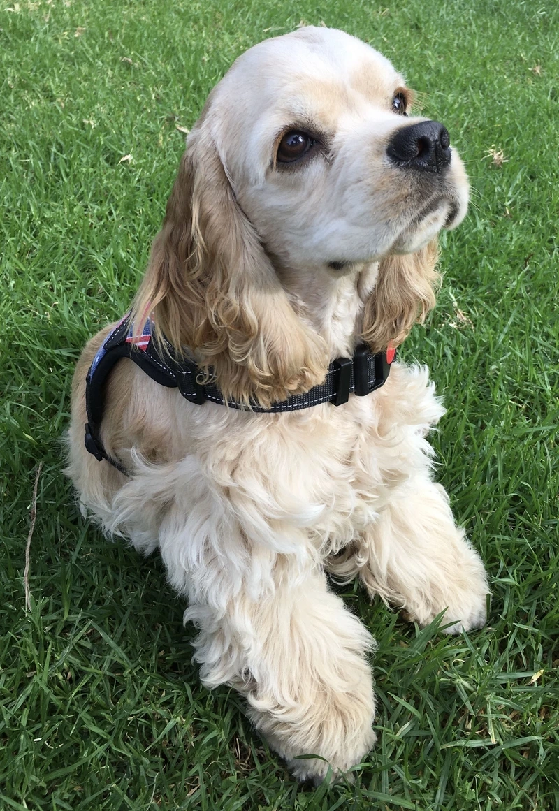 Khám phá tài săn mồi của chó Cocker Spaniel săn
