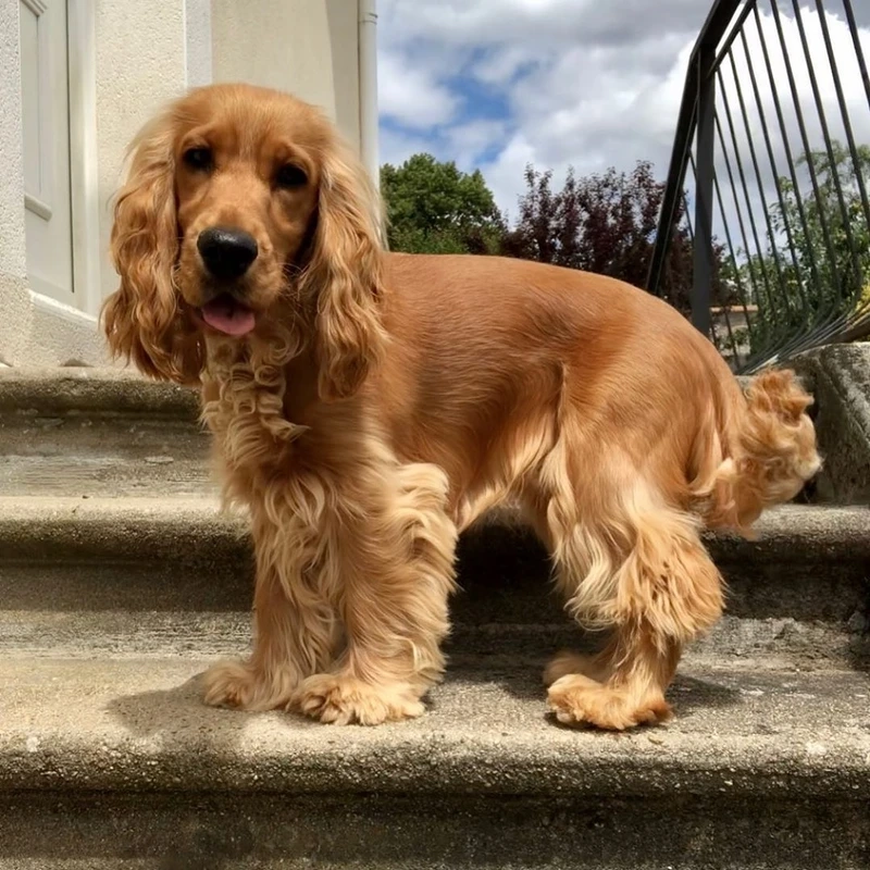 Nhìn là yêu ngay chó Cocker Spaniel đáng yêu