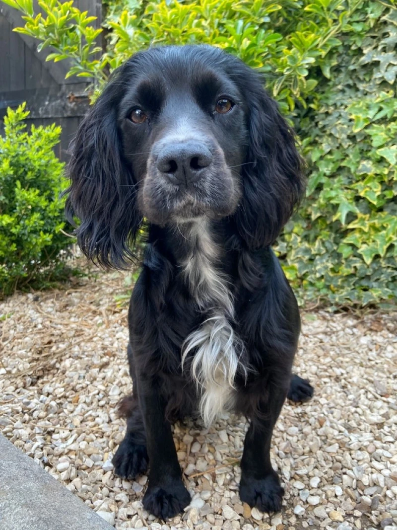 Bé xinh xắn là chó Cocker Spaniel xinh xắn