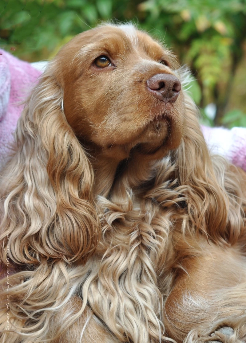 Những hành động tinh nghịch của chó Cocker Spaniel con