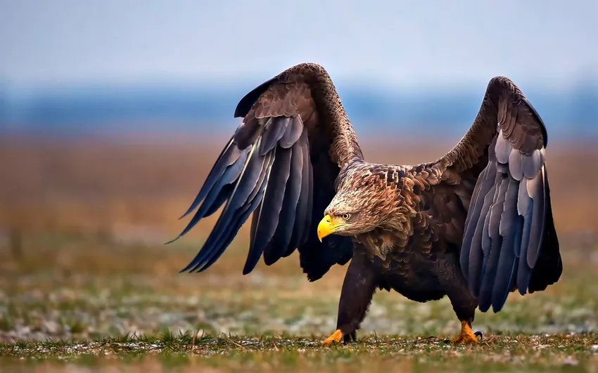 Cảm nhận sự tự nhiên trong ảnh đại bàng hoang dã