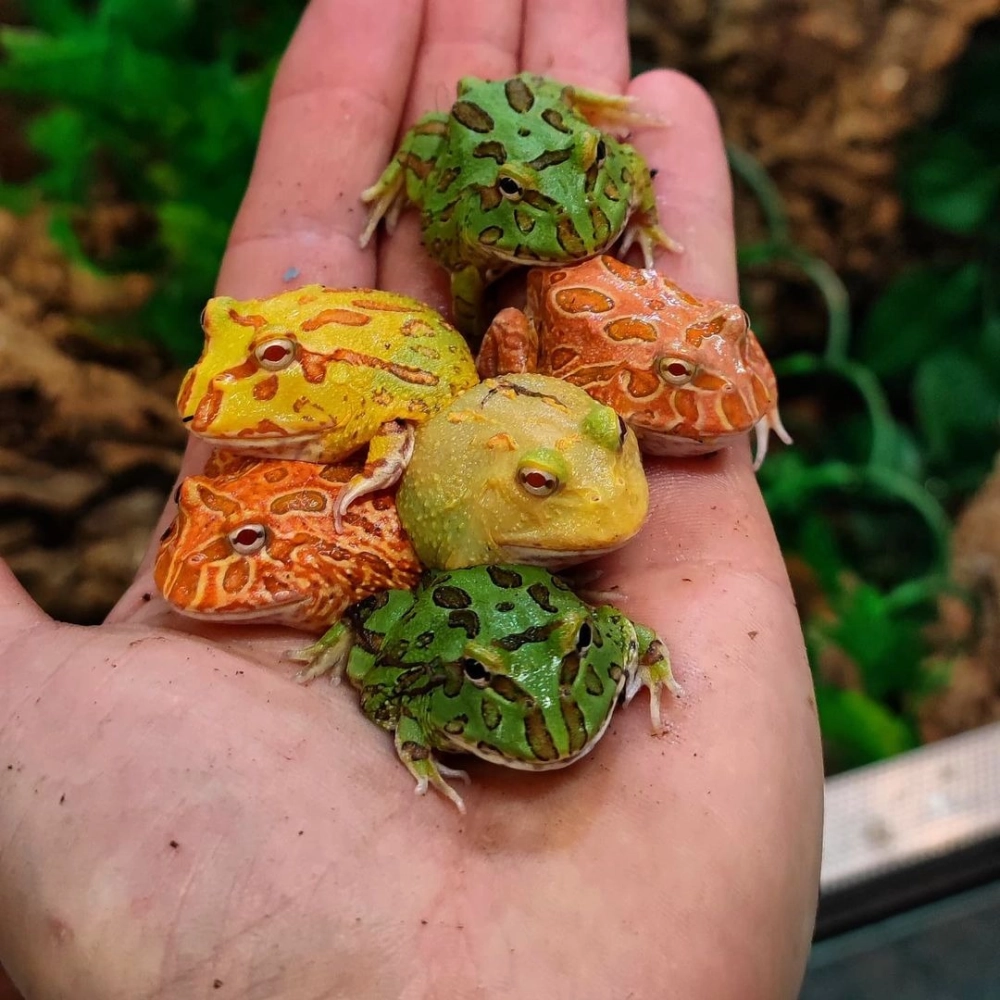 Góc chụp nghiêng ếch pacman khoe trọn thân hình tròn trịa