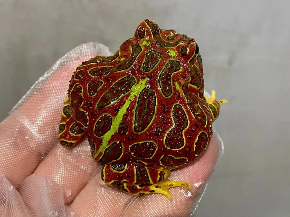 Ếch pacman màu cam lửa cực kỳ cuốn hút người xem