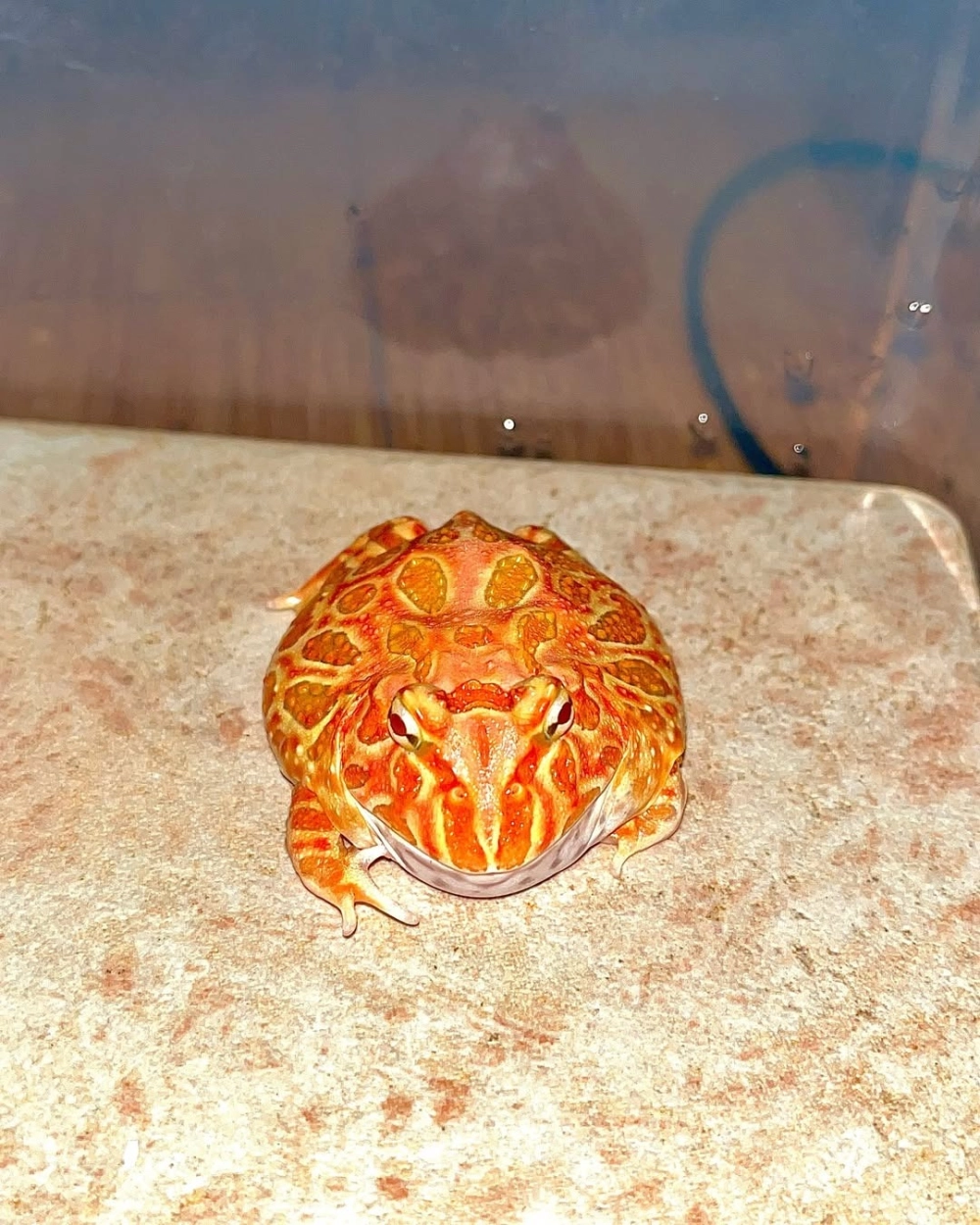 Ảnh macro mắt ếch pacman albino chi tiết từng đường nét