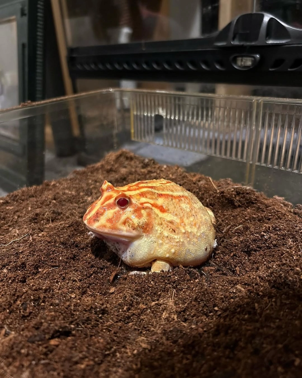 Vẻ đáng yêu của ếch pacman baby mới nở trên tay