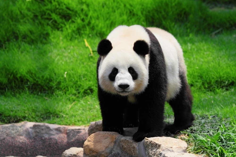 Dáng ngủ bá đạo của gấu trúc ngủ trên cành cây