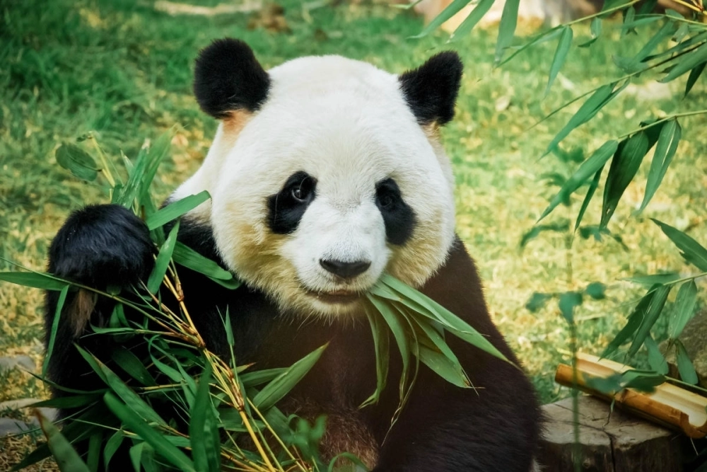 Hướng dẫn vẽ gấu trúc đơn giản cho người mới bắt đầu