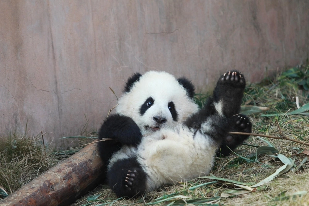 Gấu trúc Hoa Hoa được bao vây bởi người hâm mộ