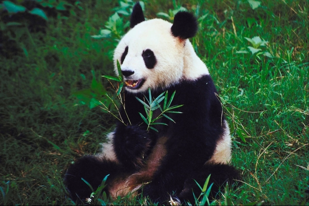Ảnh gấu trúc Fubao làm nũng với nhân viên chăm sóc