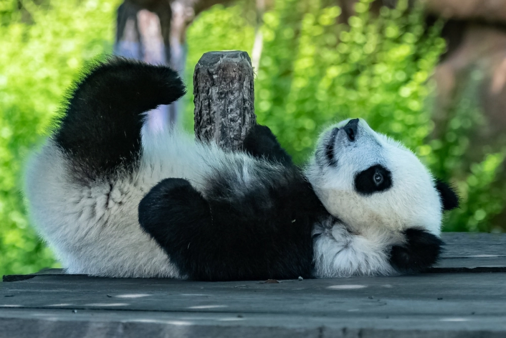 Gấu trúc đỏ đang lè lưỡi trêu đùa du khách