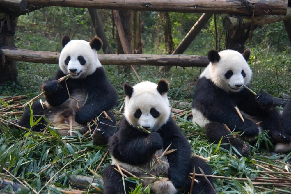 Vẻ đẹp rực rỡ của gấu trúc đỏ (red panda) trong tự nhiên