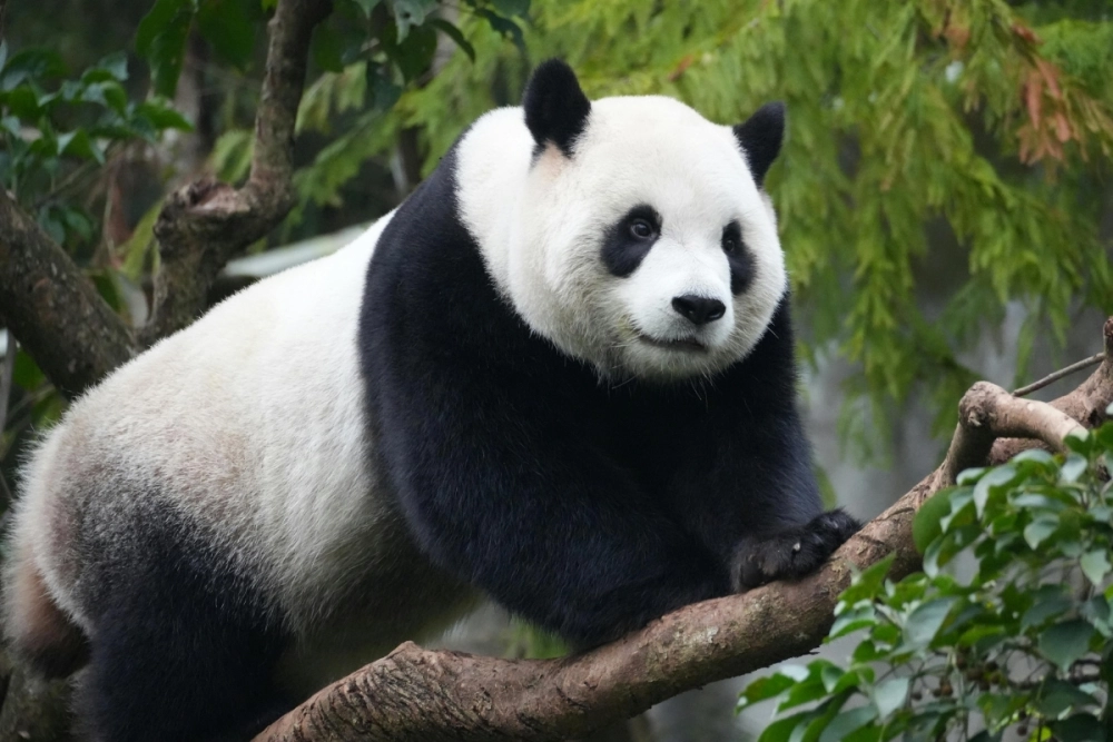 Khoảnh khắc gấu trúc Fubao leo trèo tinh nghịch