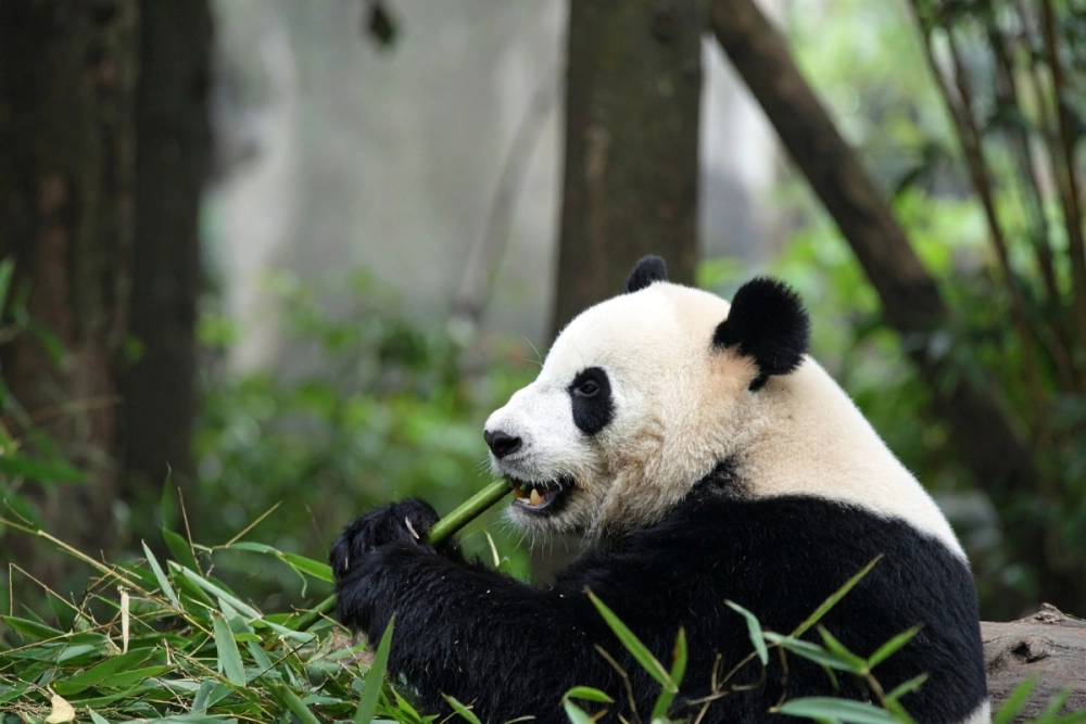 Hình ảnh gấu trúc cute đang gặm trúc ngon lành