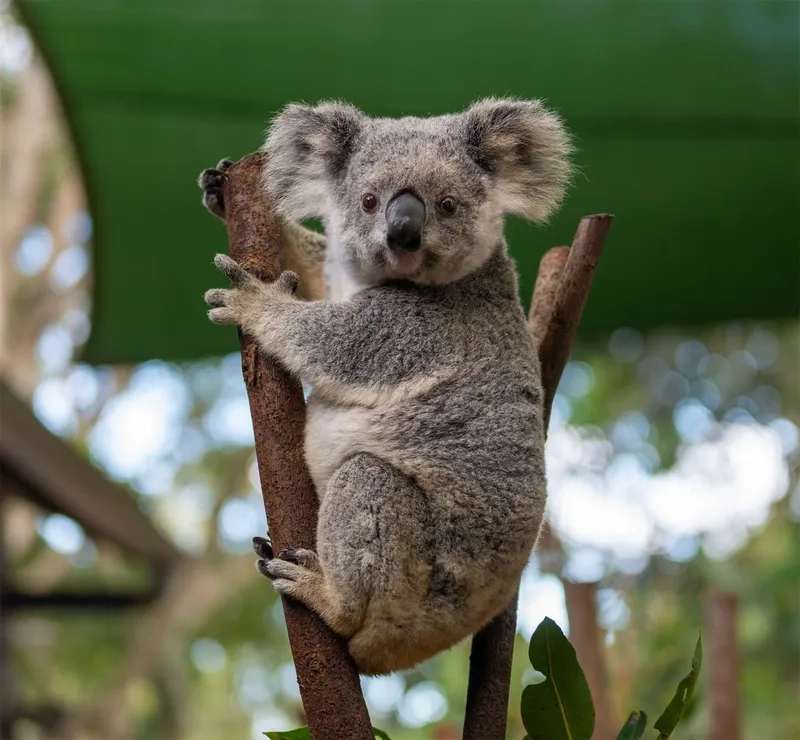 Hãy tìm hiểu đôi nét về gấu túi Koala nhé