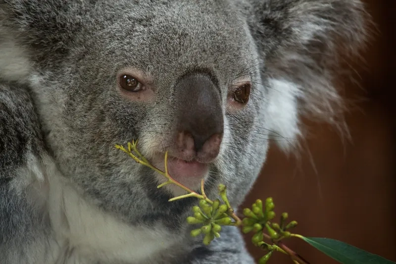 Nụ cười dễ mến của koala cười
