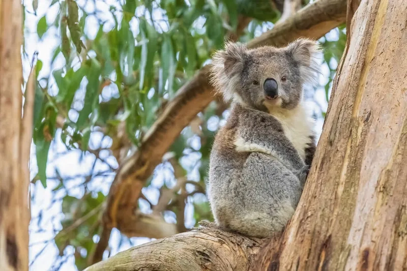 Hướng dẫn vẽ gấu koala chỉ trong vài bước