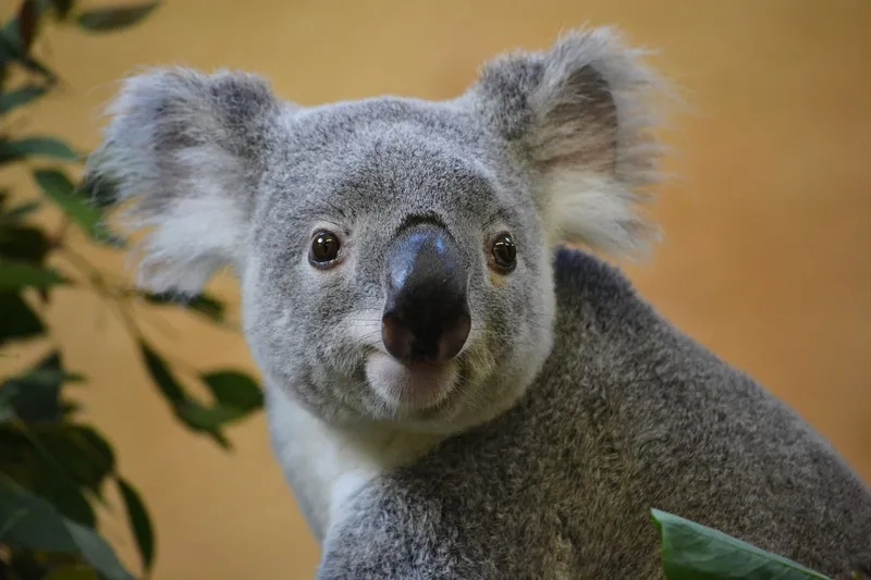 Nhân vật đáng yêu gấu koala hoạt hình
