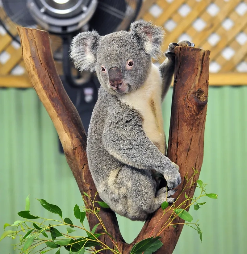 Mua ngay thú nhồi bông koala làm quà