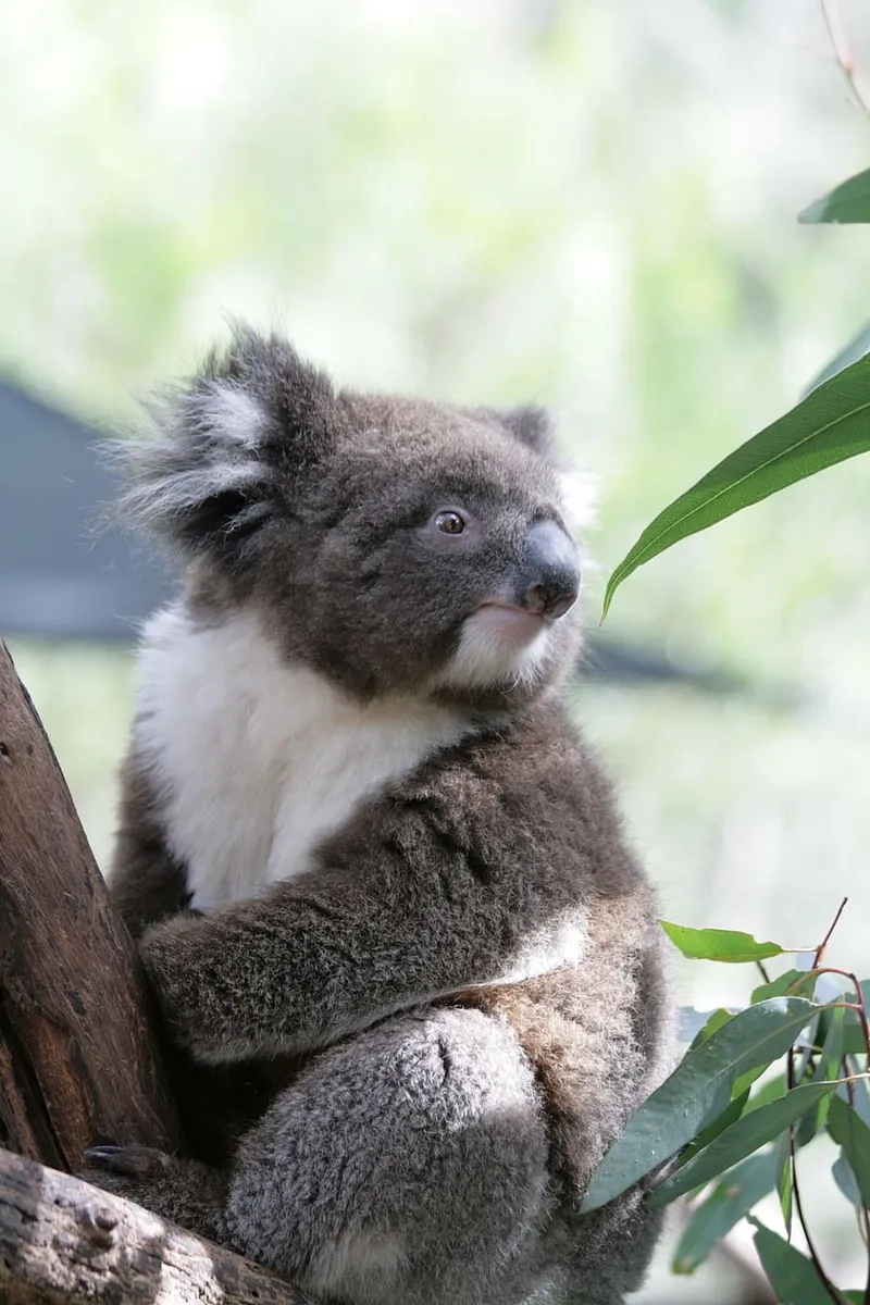Cười thả ga với ảnh koala hài hước